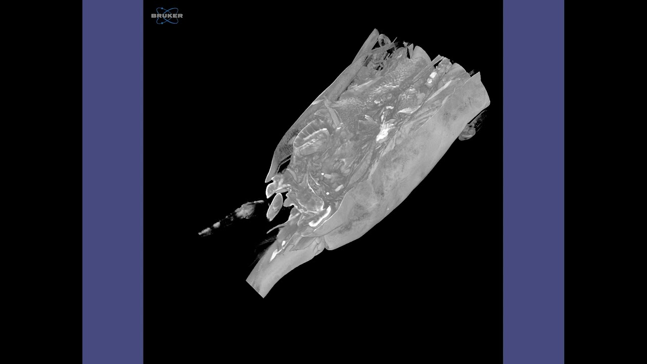 X-ray Microscopic Comparison of Mantis Shrimp Telson - SkyScan 1272 - Guest Researcher Article