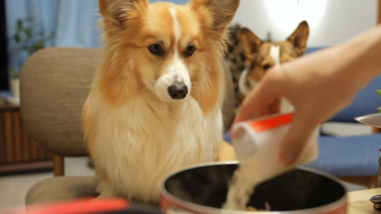 食欲おばけな犬の『大好物』を作るとこうなる。