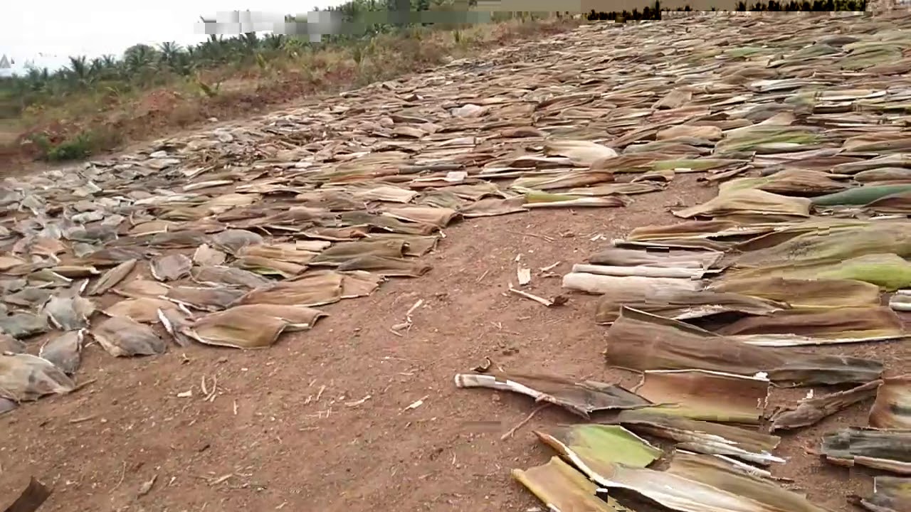 Export of Areca Nut Dry Leaf