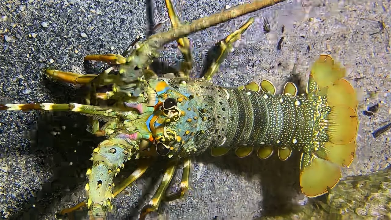 Live 🟢 –Extreme Diving Full Run - All Thrilling Moments！🦀🌊#diving  #fishing #hunting #shorts