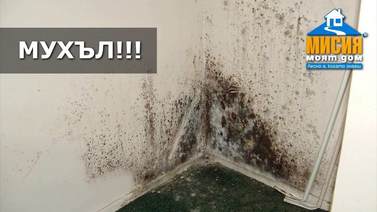 Премахване на мухъл | Мисия Моят Дом