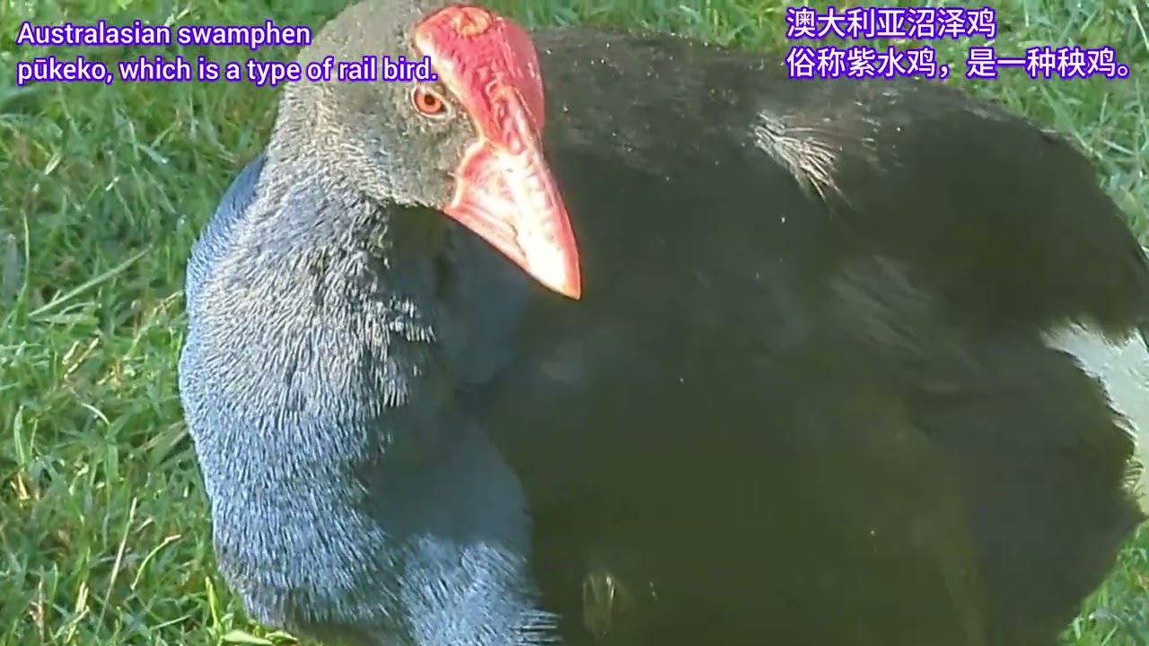  Wild turkeys, pheasants, quails, grouse, partridges, and junglefowl, 野“鸡”类