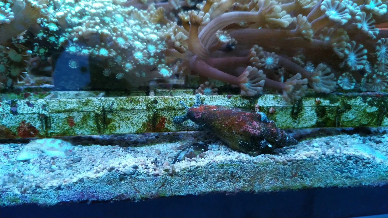 Strombus