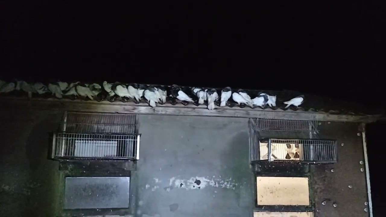 SPĘDZIŁY NOC NA DACHU WESZŁY DOPIERO RANO CAŁE I ZDROWE 🕊️🕊️💪 ZAWZIĘTE BESTIĘ 😉🤚 POZDRAWIAM WIDZÓW 