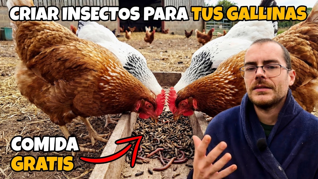 Cómo criar insectos para alimentar gratis a tus gallinas 🐓 Larvas de mosca soldado negra.
