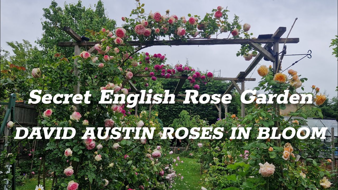 A Secret English Rose Garden After Rain | DAVID AUSTIN ROSES IN BLOOM | Our healing place