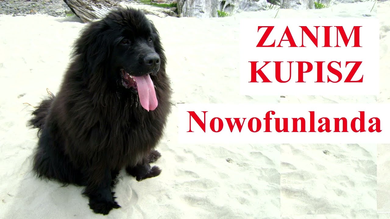 Zanim Kupisz NOWOFUNLANDA
