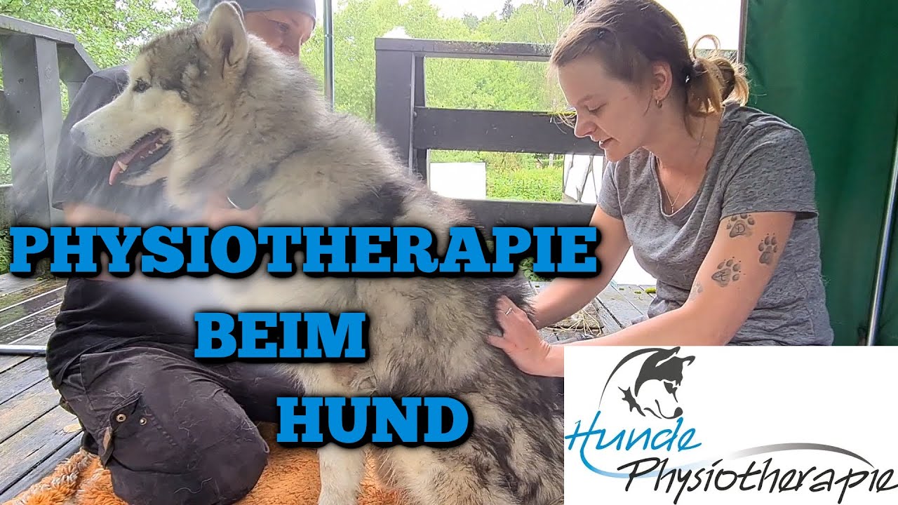 Wulfi bekommt eine Hundephysiotherapie