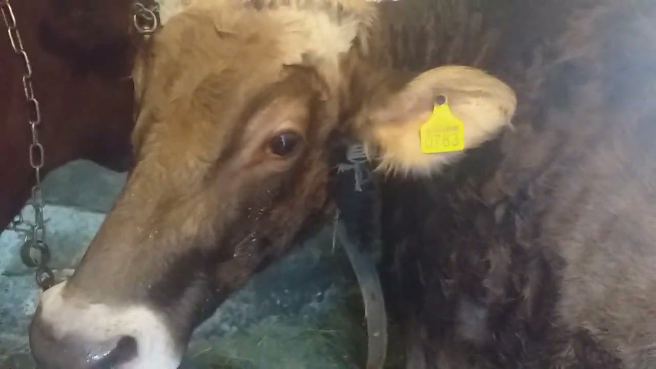 Brown Swiss тепер і в нашому господарстві.