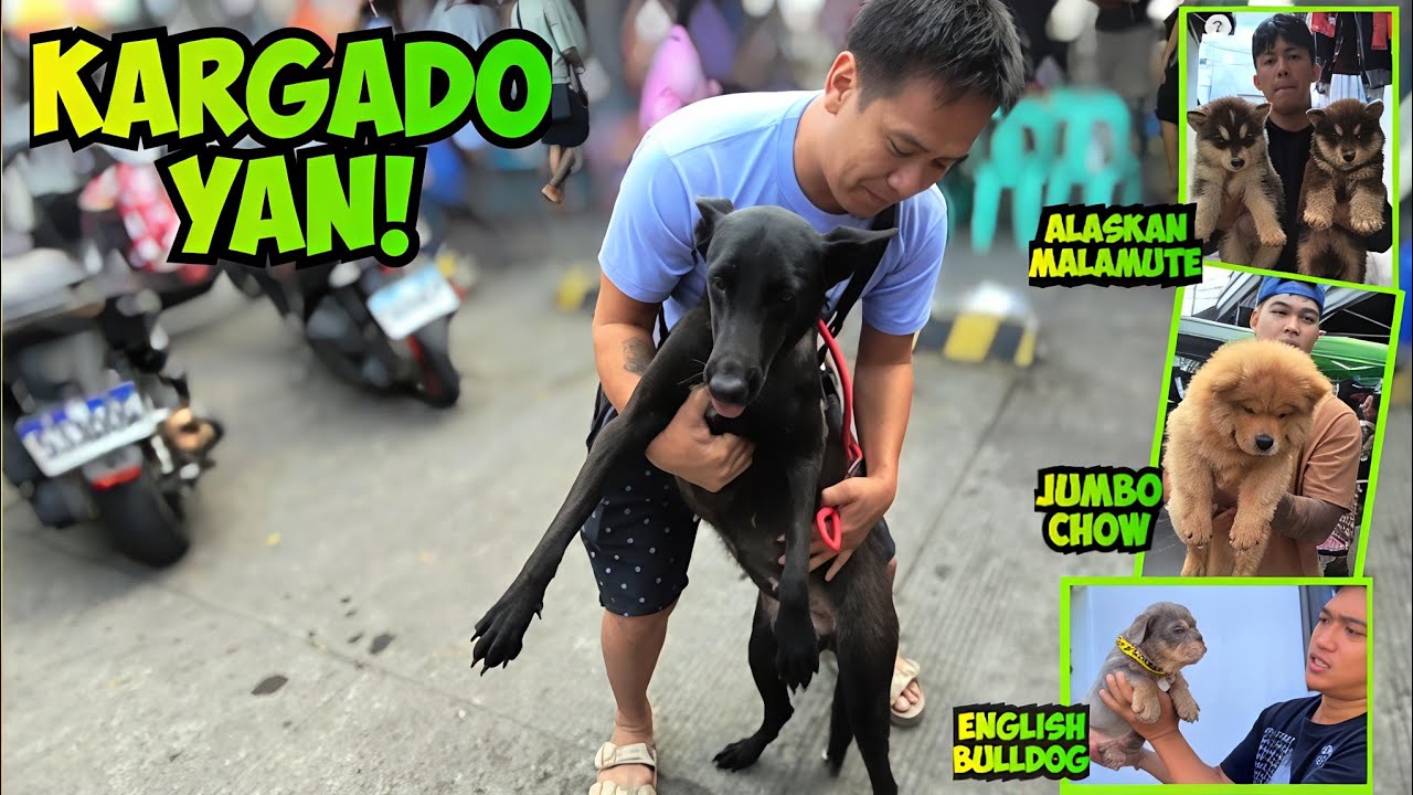 MAAANGAS NA PETS BA HANAP MO? GROTTO PET MARKET UPDATE! 2/01/2026