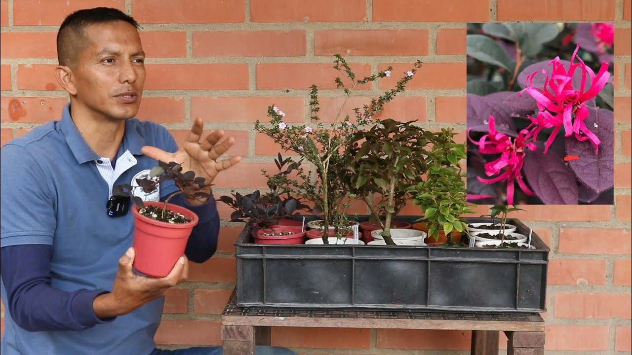 Arma tu combo! Venta de plantones  y prebonsai 