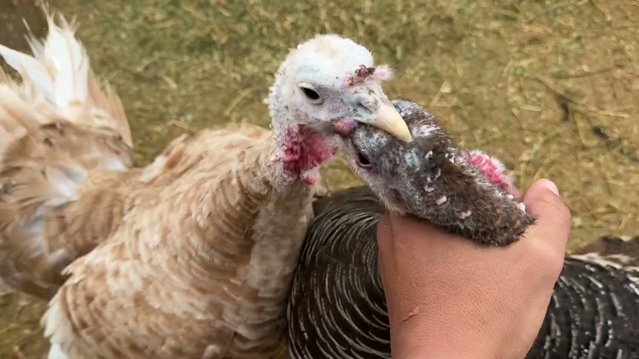 الجو ضباب والرومي يتهاوشون من كثر الوناسه 😍😂👏🏻