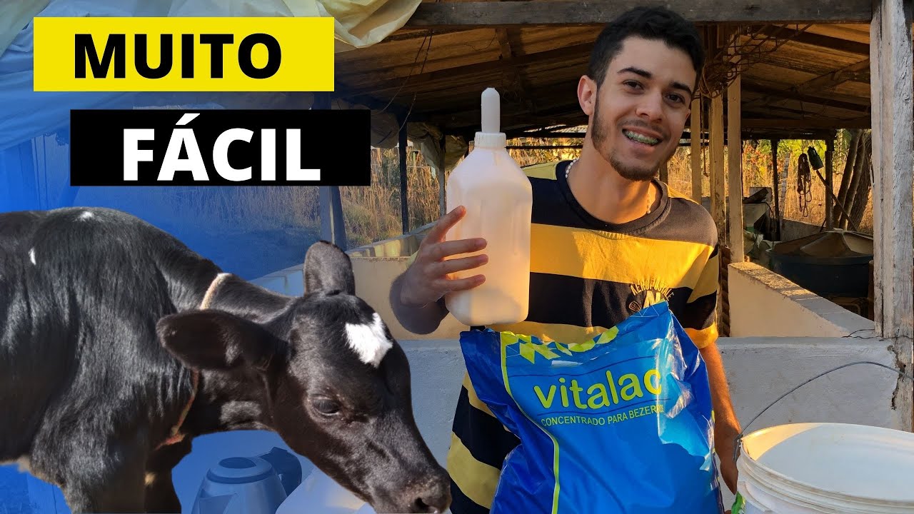 Como criar bezerro com leite em pó - ✅[PREPARO DA MAMADEIRA]✅🍼🐄