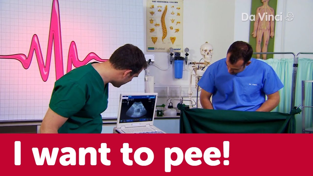 How do we know when we have to pee?🤓| Operation Ouch | Da Vinci TV