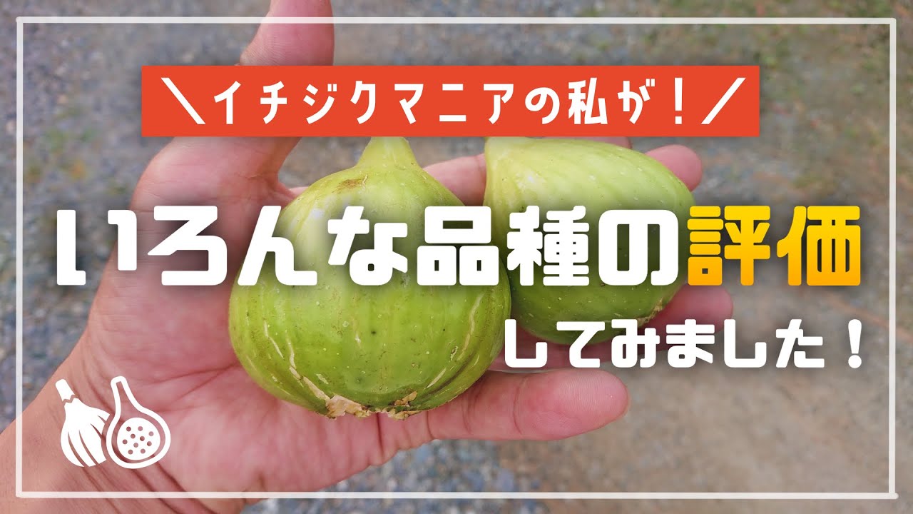 【イチジクマニアの私が、色んな品種を評価】してみました。