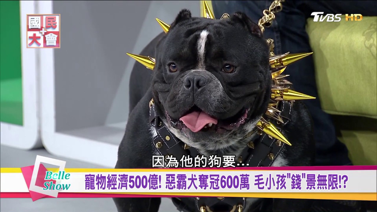 惡霸犬狗界愛馬仕好貴!奪冠600萬! 寵物經濟500億! 毛小孩