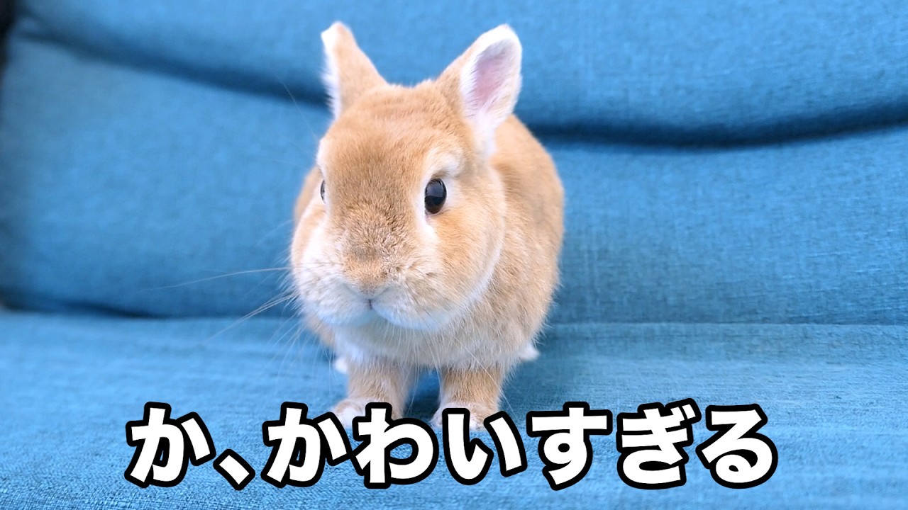 我が家のうさぎの仕草が可愛いので見てほしい