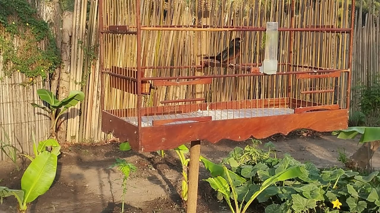 Curió selvagem 