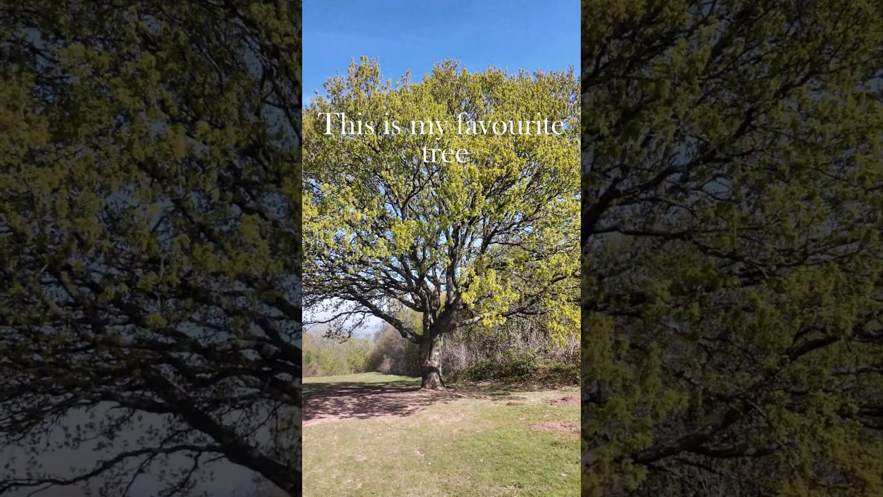 My favourite tree - the majestic English Oak - countryside