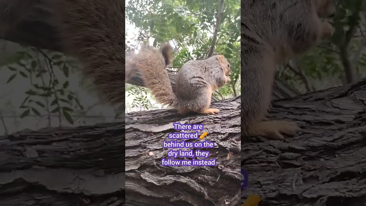 French Exit Of The Sloth Squirrel 123025