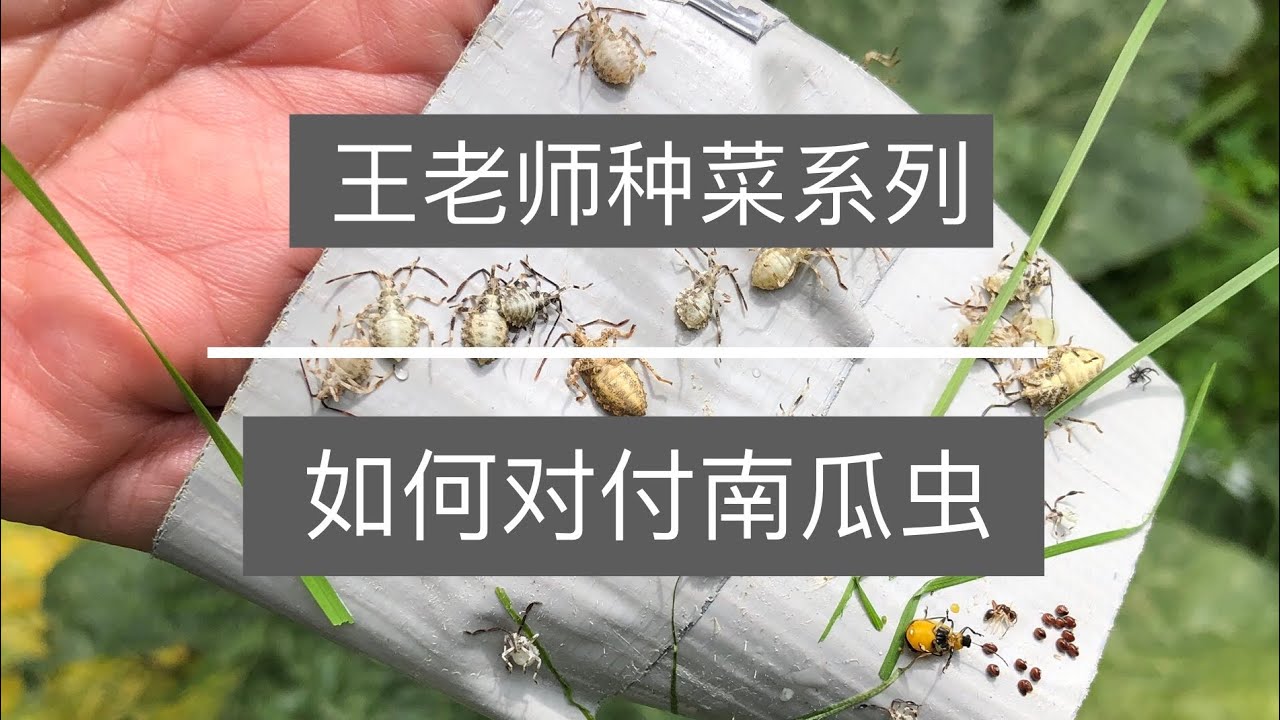 王老师种菜：如何对付南瓜虫 Squash bugs