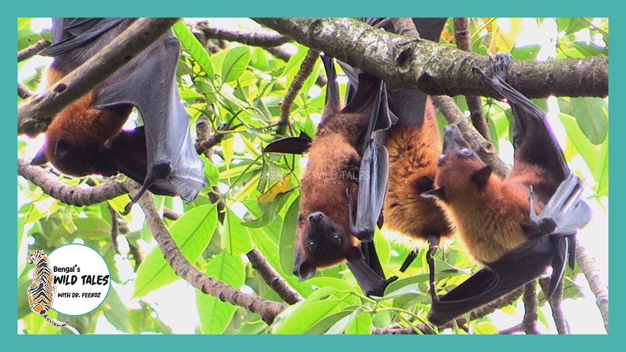 Rare 'banana bat' | Flying Fox