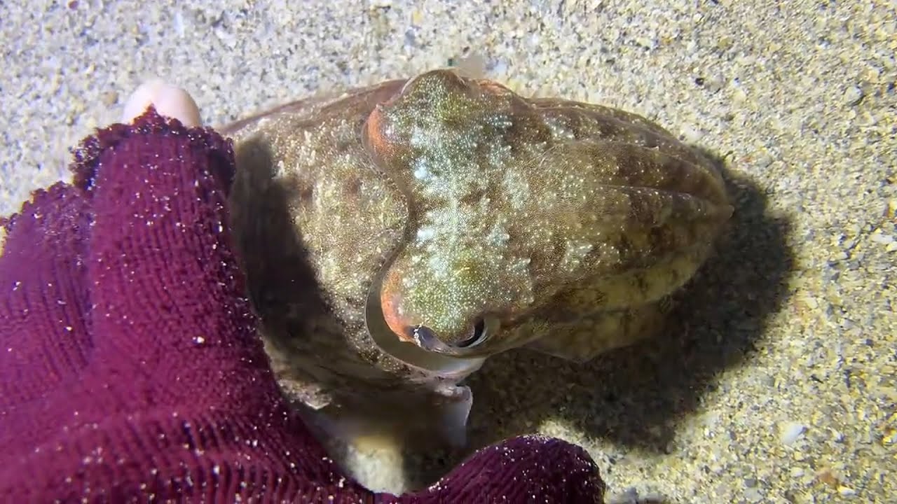 Diving under the sea to catch eels, crabs and sea cucumbers | Part 155