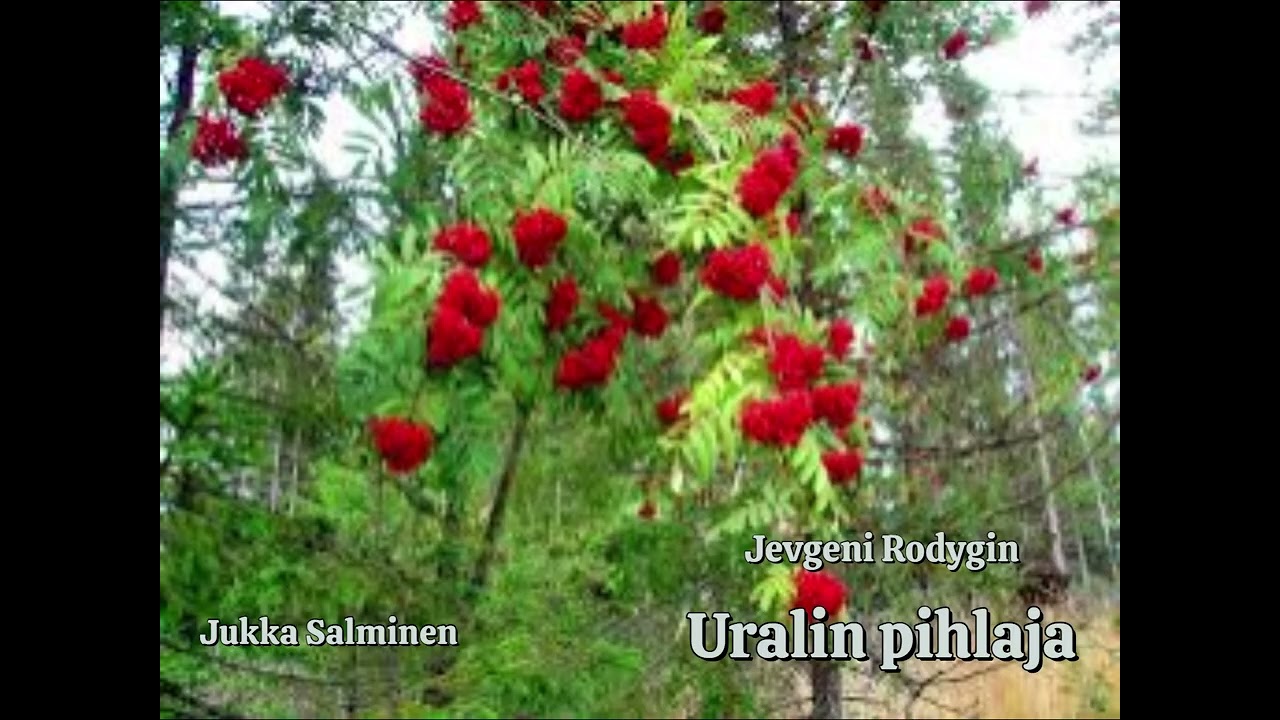 Uralin pihlaja – Jukka Salminen