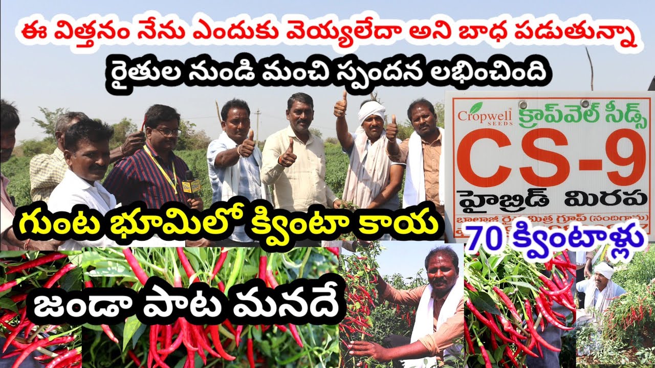 ఈ విత్తనం నేను ఎందుకు వెయ్యకపోతినా అని బాధ పడుతున్నా|Mirchi seed|Mirapa vithanam|telugu agritech 