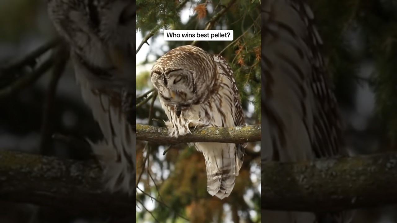 Owl pellet competition #owlpellets #owlpellet #owls