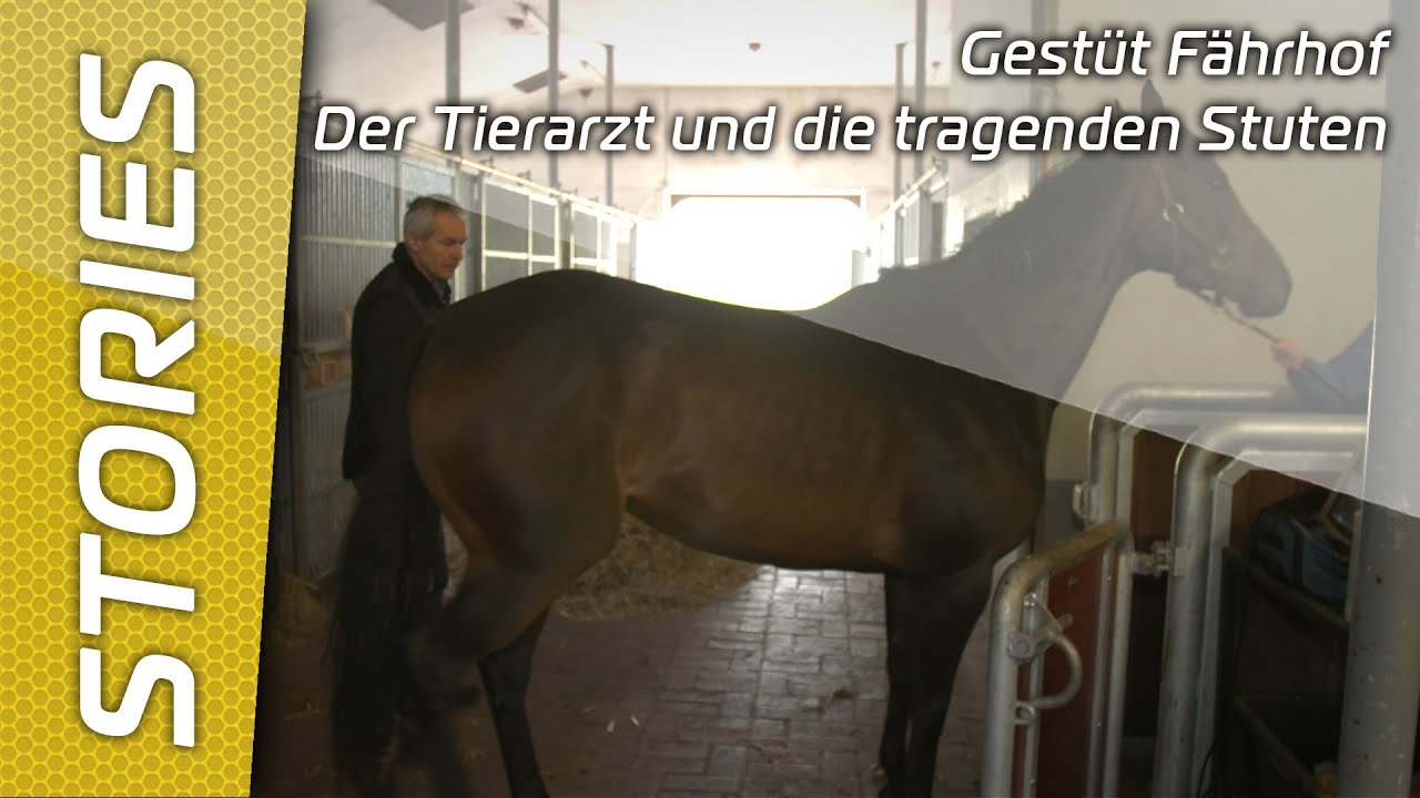 Gestüt Fährhof | Der Tierarzt und die tragenden Stuten