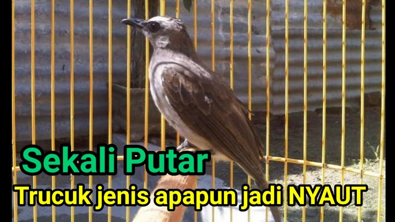 Masteran Trucukan GACOR ROPEL PANJANG Cocok Buat PANCINGAN TRUCUK AGAR BUNYI