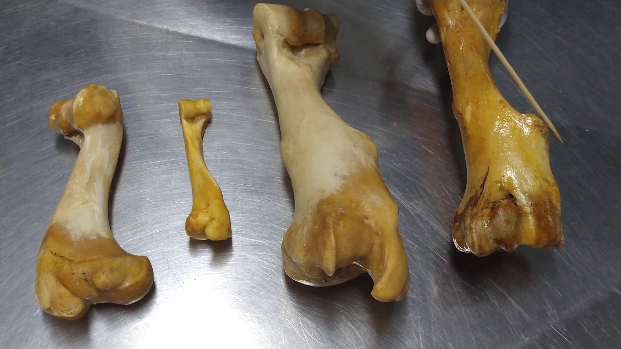 ÚMERO DOS ANIMAIS DOMÉSTICOS