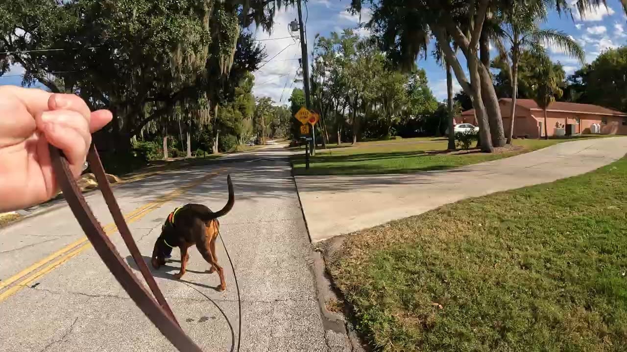 Mantrailing in the suburbs - December 2025