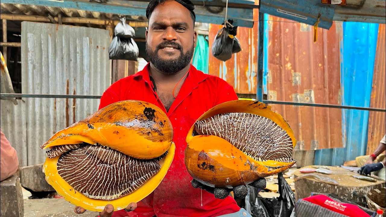 KASIMEDU KUMAR BIG SIZE SANGU KARI CUTTING VIDEO #kasimeduselvam #fishcutting 
