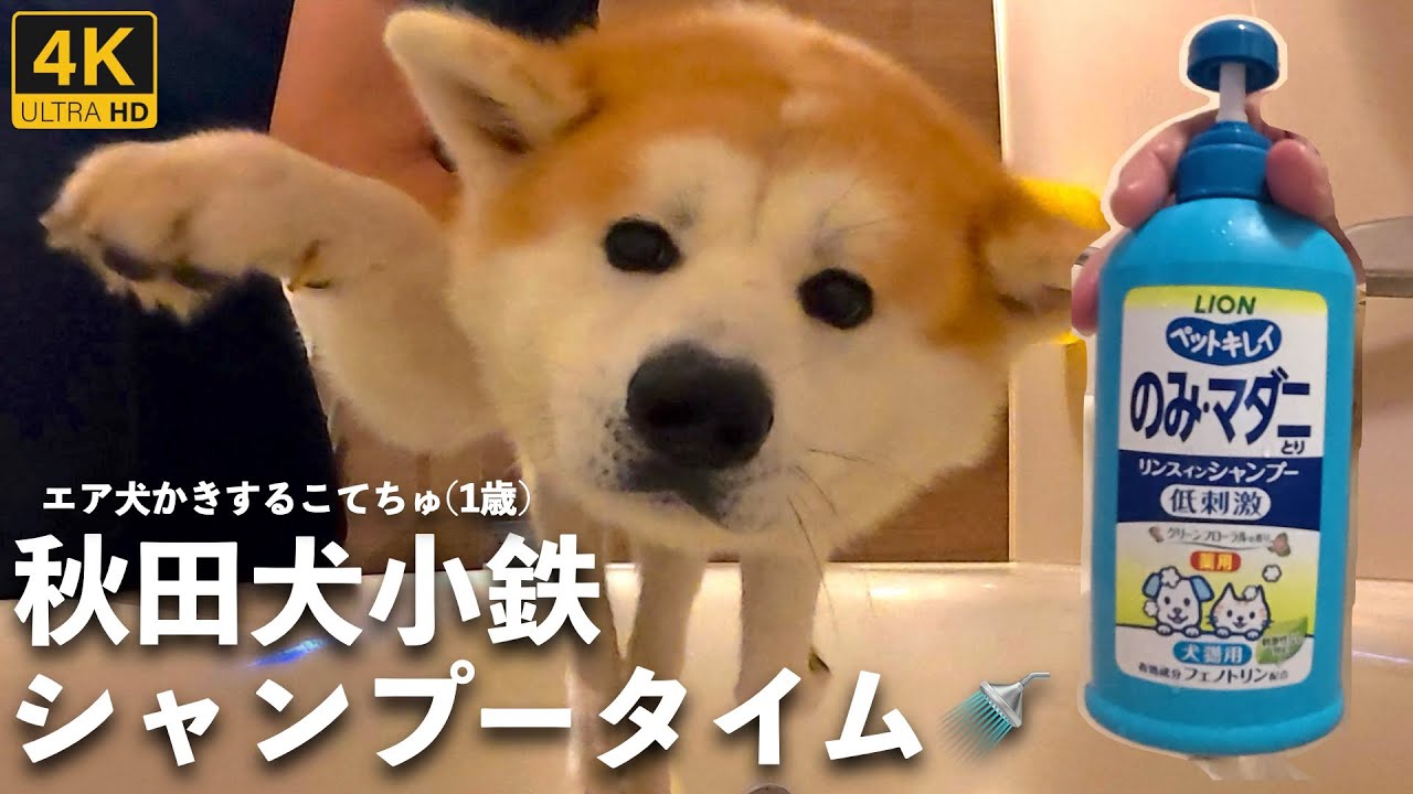 こてちゅシャンプータイム