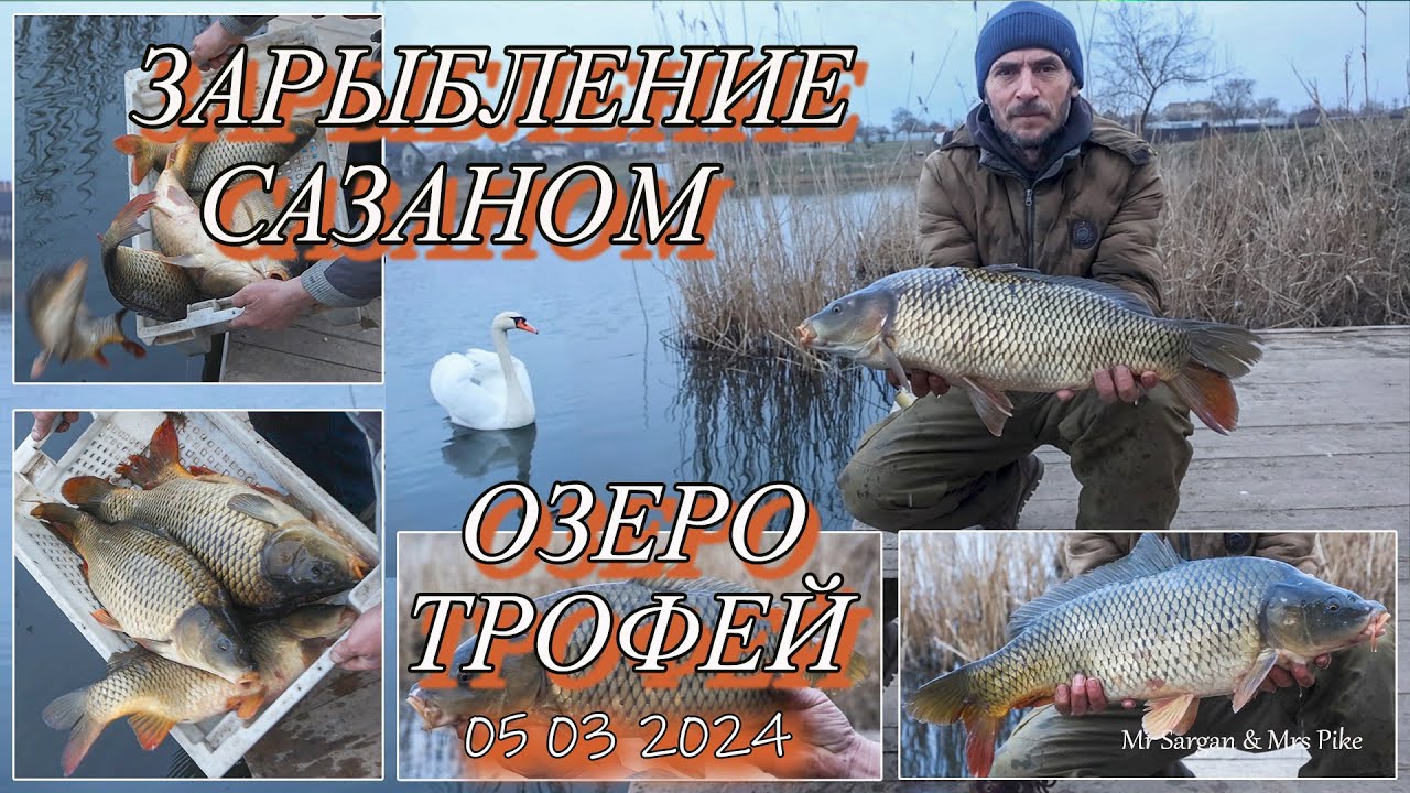 Зарыбление сазаном. Озеро Трофей. 05 03 2024