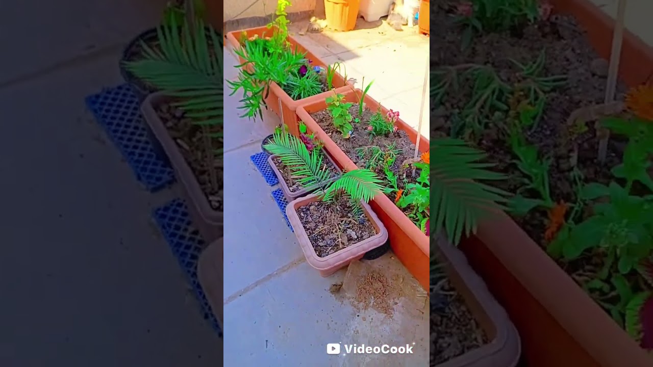 حديقتي بدت تكبر والقمريه خلصت الحمد لله اذا حبيتوا تشوفون تقدم حديقتي فضلا وليس امرا متابعه ولايك 🌺🌺