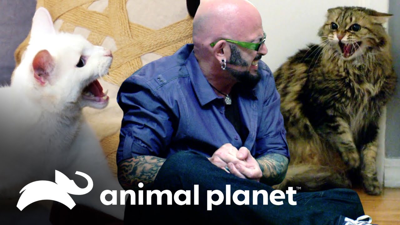 4 gatos que atacaron a Jackson | Mi gato endemoniado | Animal Planet