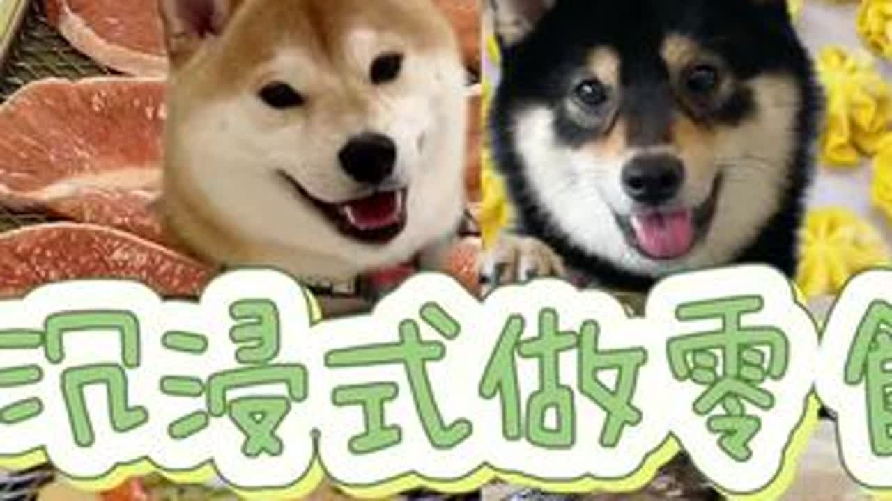 人，你好！我的零食做好了吗？ #万物可爱计划 #记录和它的每个夏天 #宠物零食 #狗零食 #柴犬