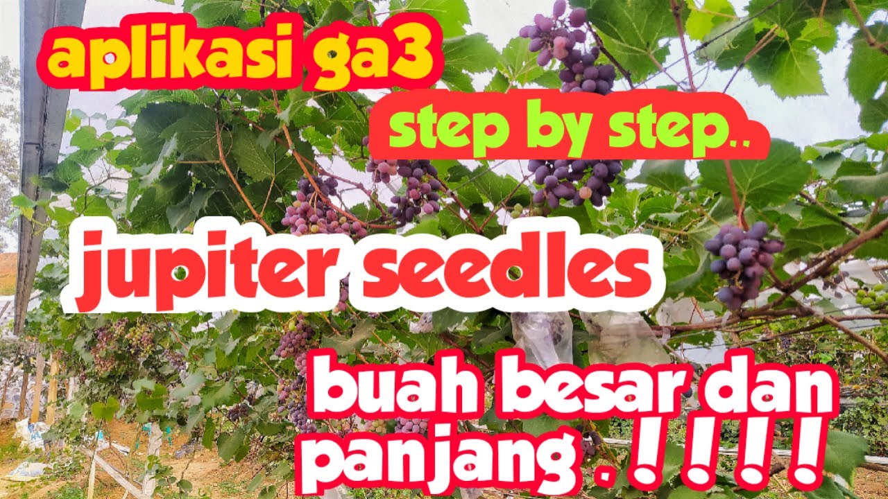 Anggur jupiter bisa BESAR dan Panjang ❗❗❗PAkai cara ini