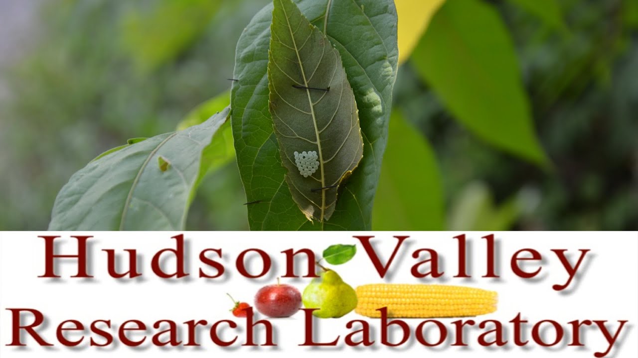 Biological Control: Trissolcus Japonicus