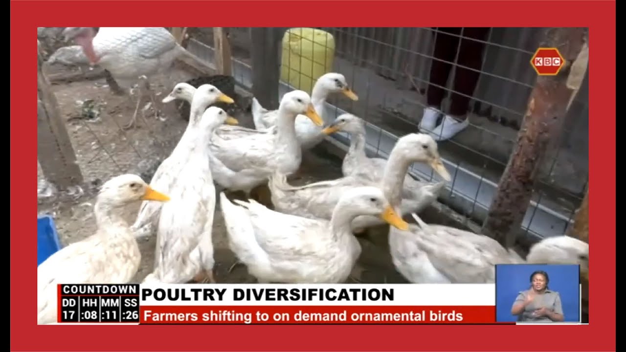 Poultry farmers in Naivasha diversifying to ornamental birds
