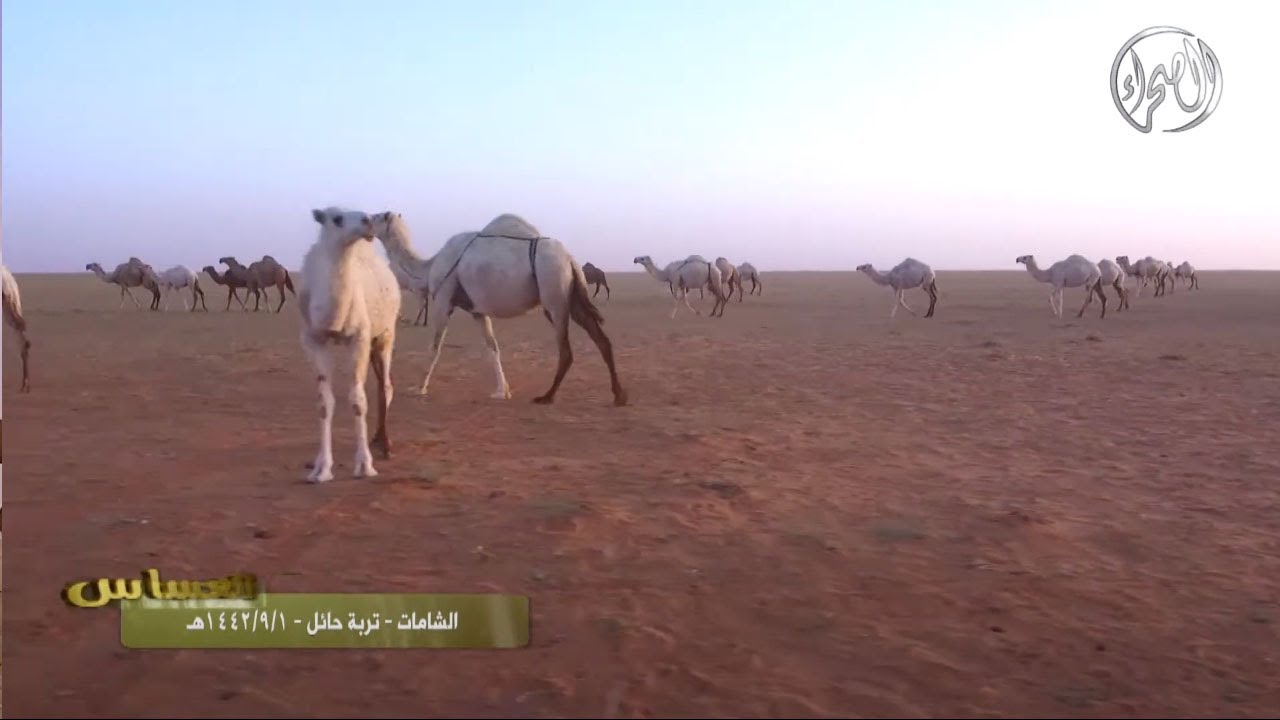 برنامج العساس | الشامات - تربة حائل - 1-9-1442