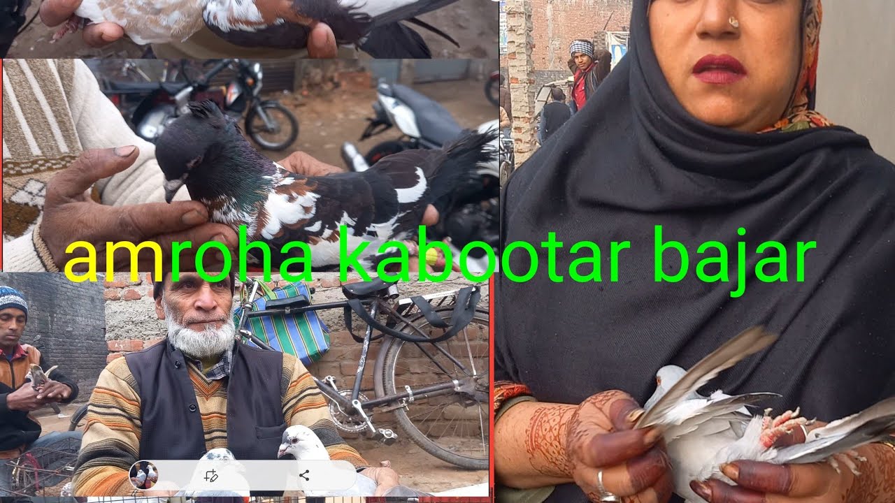 #amroha kabootar #bajar #birds #kabootar market ##amroha 👑🕊🔥🔥