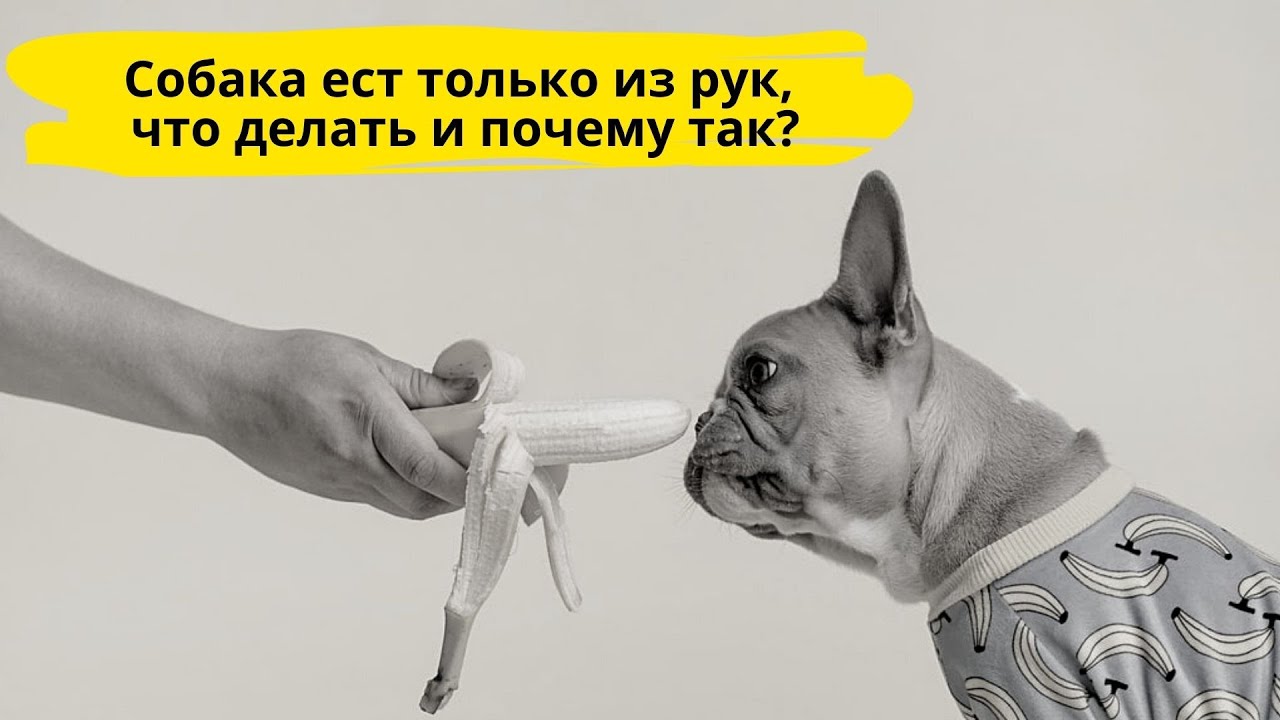 Собака ест только из рук, что делать и почему так?