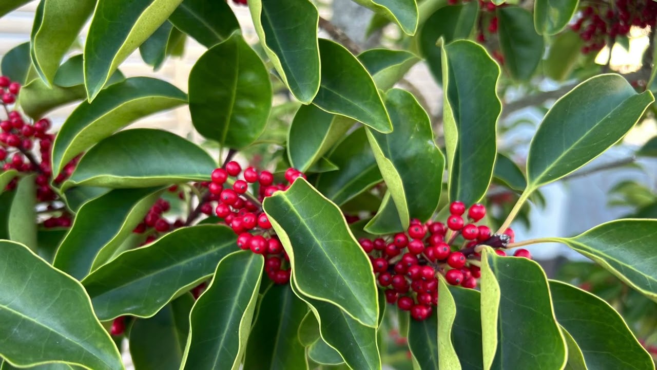 カロ・ミオ・ベン〜ピアノ弾き歌いで