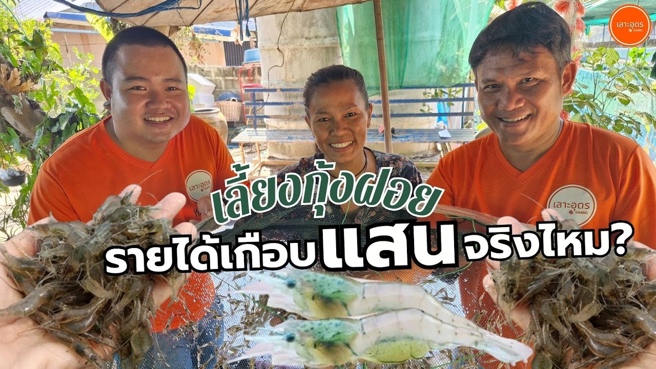 เลี้ยงกุ้งฝอยกระชังบกและบ่อดิน ขายพ่อแม่พันธุ์ #สร้างงาน #สร้างอาชีพ