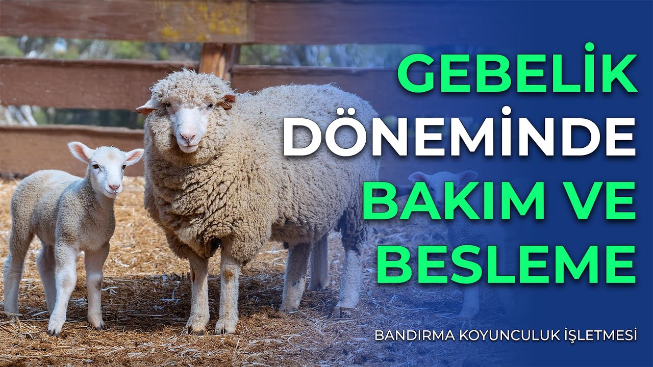 Gebelik Döneminde Koyunların Bakım ve Beslemesi Nasıl Olmalıdır?