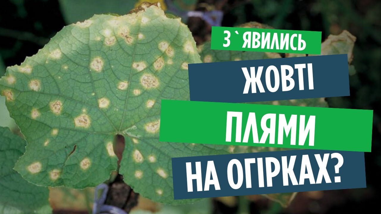Чому жовтіє листя огірків? Пероноспороз (несправжня борошниста роса). Методи боротьби з хворобою